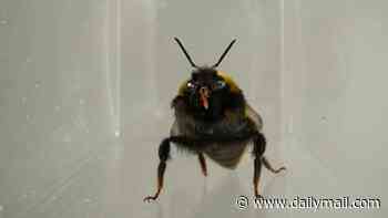 Bumblebees stick out their tongues when they enjoy a sweet treat but shake their heads in disgust at bitter tastes, scientists discover