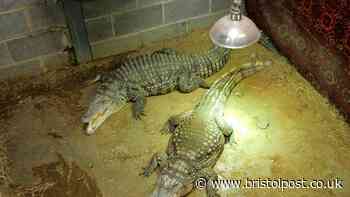 Probe launched into care of man arrested over crocodile attack on boy, 3, at zoo