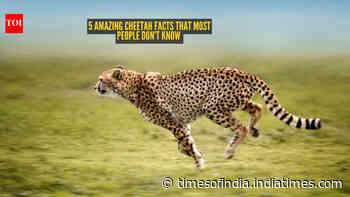 5 amazing cheetah facts that most people don't know