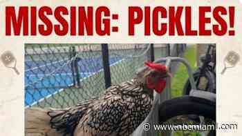 Have you seen this rooster? Hollywood Pickleball community seeks answers, offers reward
