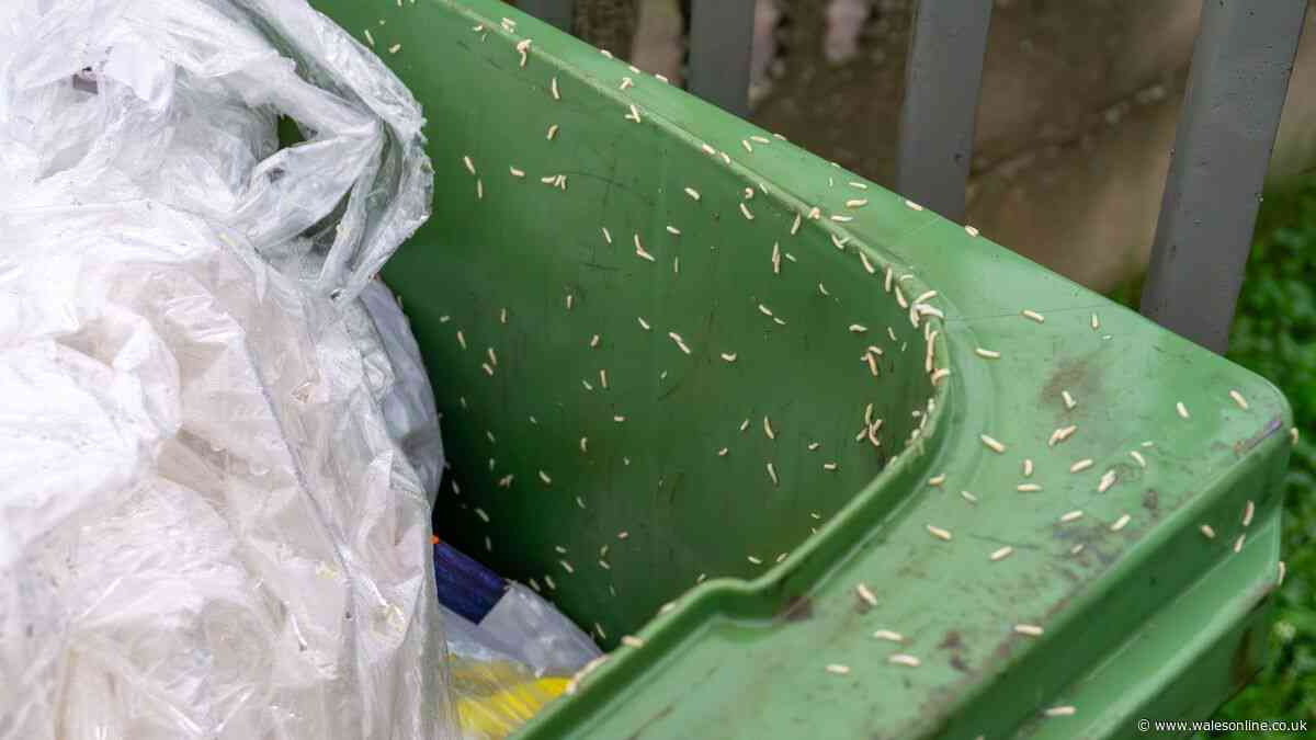 Keep bin flies and maggots away this summer using two kitchen spices