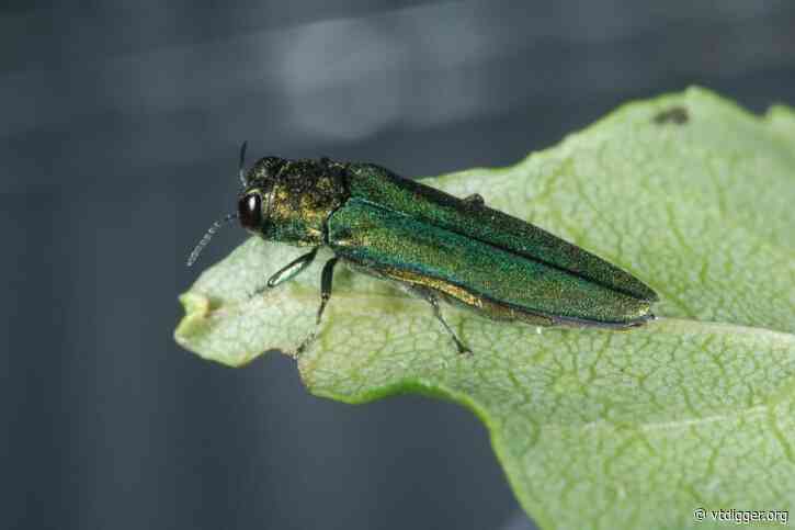 Foresters adapt as insects become driving force in tree mortality