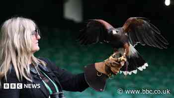 Wimbledon is hawk's pigeon-scaring playground