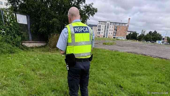 Dog found burned and pole put through it on council estate in Ballymun