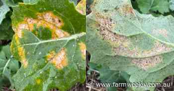 Multiple crop diseases and pests reported across grainbelt in latest update