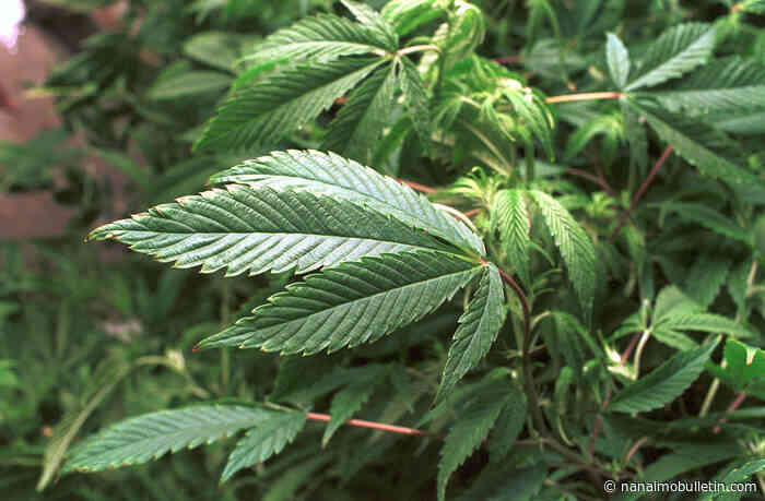 Application for Nanaimo cannabis shop going to public hearing