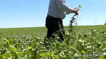 Hail, heavy rain pound southern Alberta, damaging crops