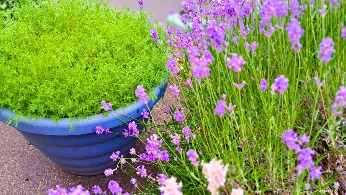 I can make lavender produce bigger and longer-lasting flowers by doing 1 simple task in July