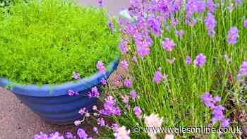 I can make lavender produce bigger and longer-lasting flowers by doing 1 simple task in July