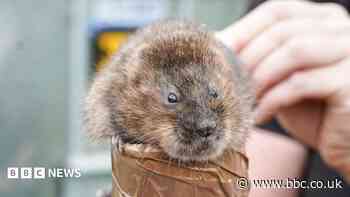Water voles brought back after more than 25 years