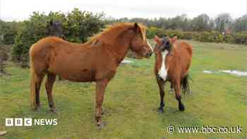 Events cancelled amid New Forest horse flu outbreak