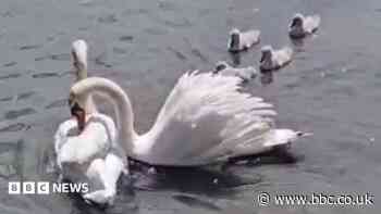 Swan rescued by kayak released back into the wild