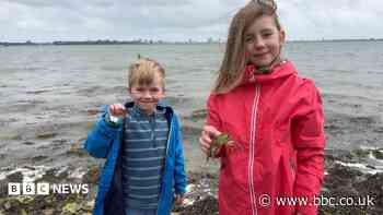 How to go crabbing responsibly