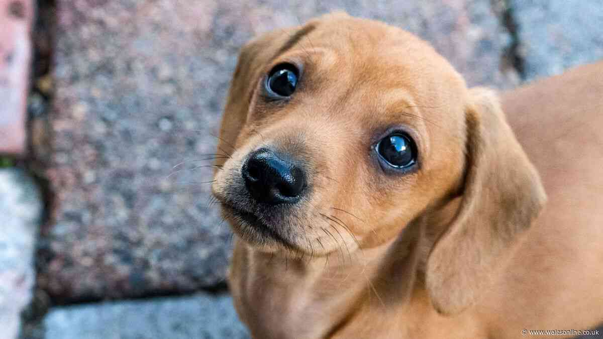 PSDA lists 'bad' dog behaviour that is actually stress