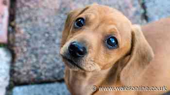 PSDA lists 'bad' dog behaviour that is actually stress