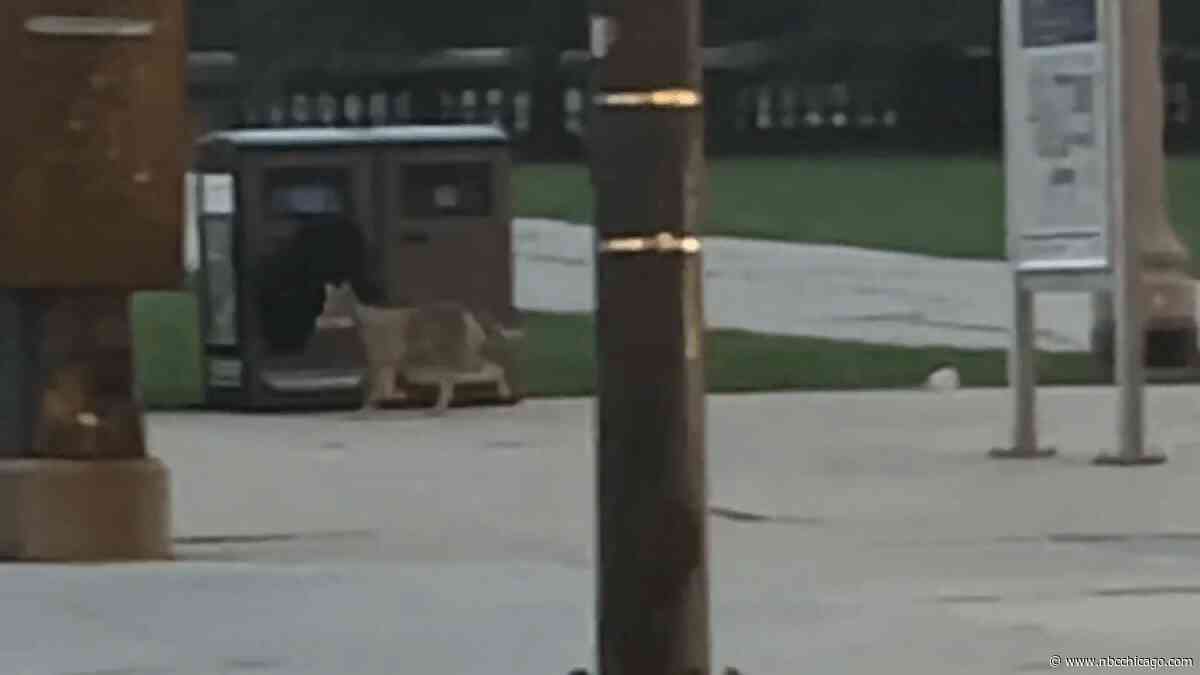 Coyote seen strolling along Michigan Avenue in broad daylight