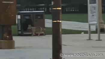 Coyote seen strolling along Michigan Avenue in broad daylight