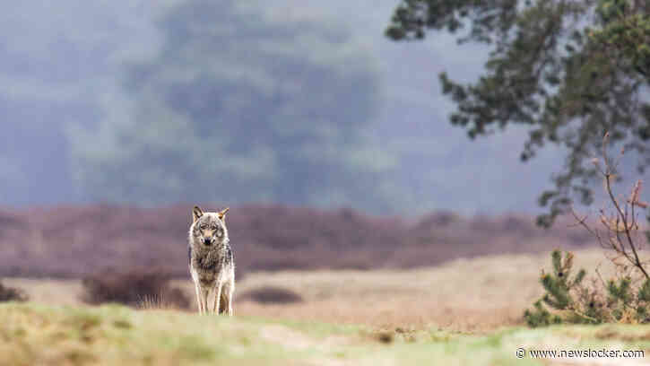 Wolf wegjagen met licht, herrie en balletjespistool? ’Het lijkt een uiting voor de bühne’