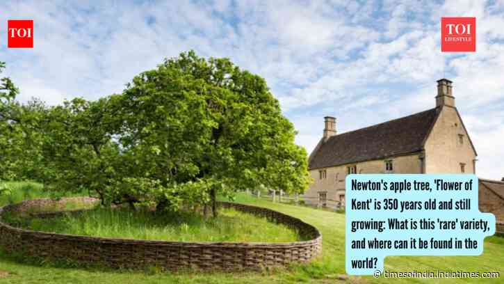 Newton's apple tree, 'Flower of Kent' is 350 years old and still growing: What is this 'rare' variety, and where can it be found in the world?