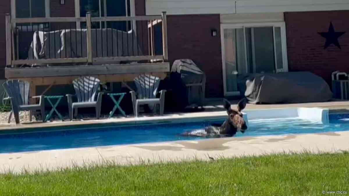 A moose took a swim in a backyard pool | The Moment