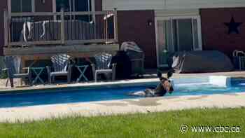 A moose took a swim in a backyard pool | The Moment