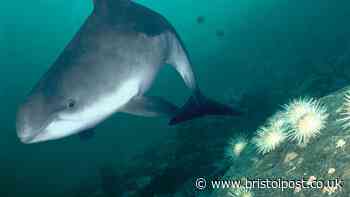 Harbour porpoises under threat in Bristol Channel, report finds