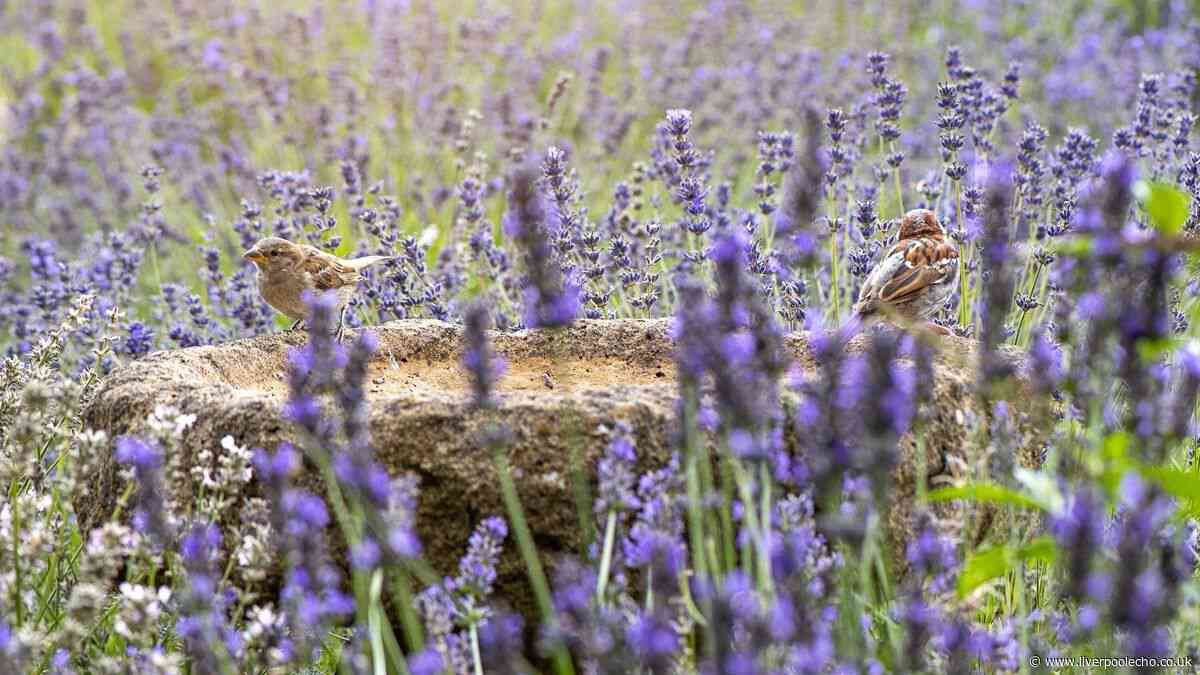 Gardeners urged to do key task all summer with vital explanation
