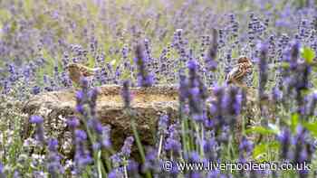 Gardeners urged to do key task all summer with vital explanation