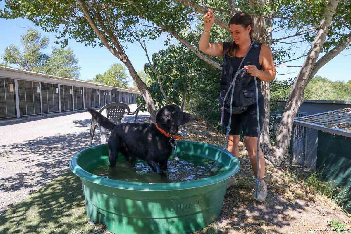 « Si je vois un chien suffoquer dans une voiture, je n’attends pas, je brise la vitre » : comment bénévoles et autorités protègent les animaux de la canicule