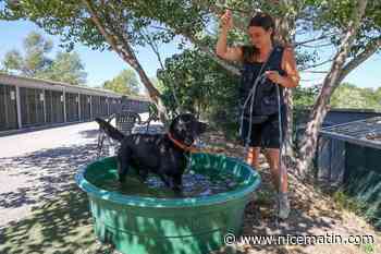 « Si je vois un chien suffoquer dans une voiture, je n’attends pas, je brise la vitre » : comment bénévoles et autorités protègent les animaux de la canicule