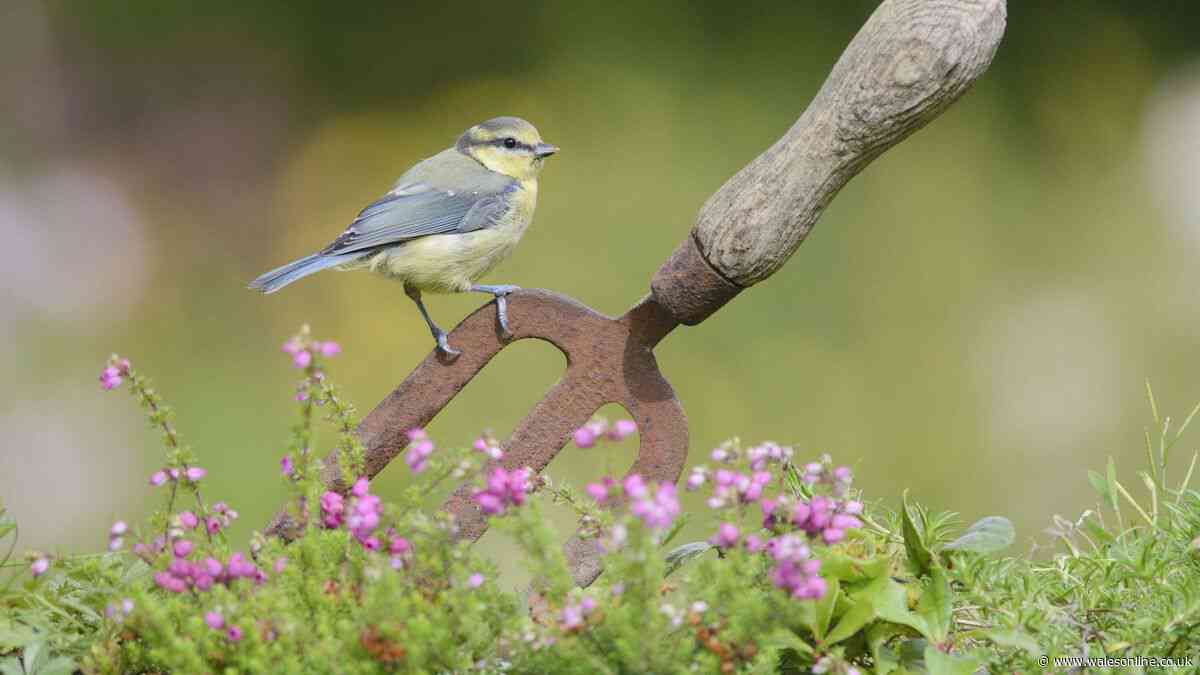 Blue tits will be protected all summer if gardeners do one thing daily
