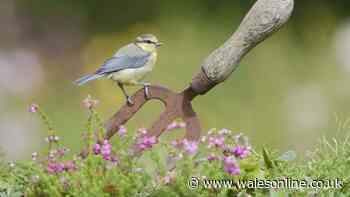 Blue tits will be protected all summer if gardeners do one thing daily