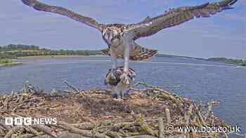 Joy as young osprey takes flight for first time