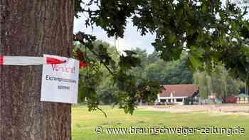 Wegen Eichenprozessionsspinner: Bürger im Kreis Gifhorn gehen auf die Barrikaden