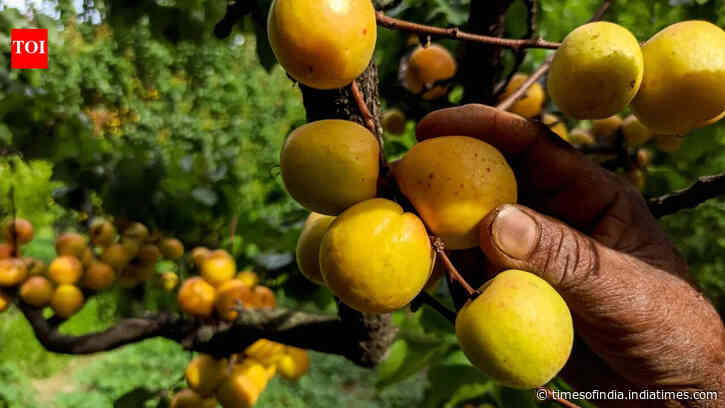 10 weird fruit trees you won’t believe actually exist