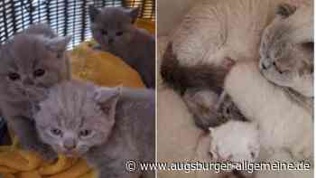 Drama um ausgesetzte Katzen: Eine wird weiter vermisst, 27 Tiere aus illegaler Zucht gerettet