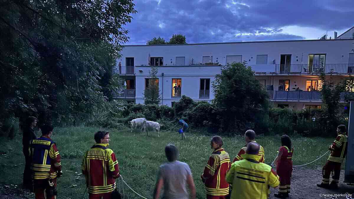 Entlaufene Rinder stoppen Autos – Feuerwehr muss eingreifen