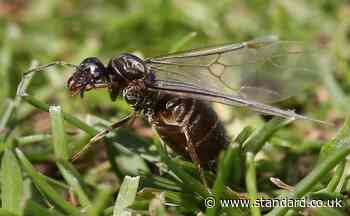 Flying Ant Day: When will swarms appear this year and for how long?