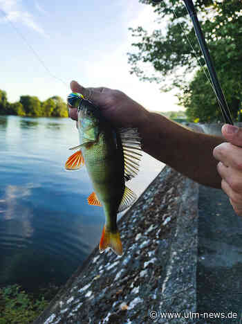 Fischsterben in der Ach bei Blaubeuren