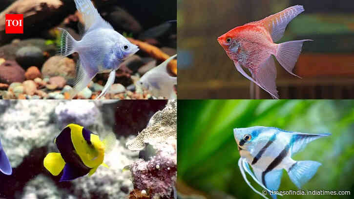 How to maintain Angelfish in an aquarium: A step-by-step beginner's guide