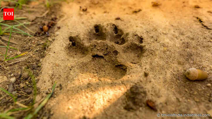 How to Identify Animal Paw Prints While Trekking