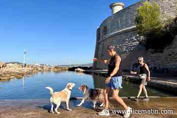 « Les chiens trouvent l’endroit génial » : à Toulon, la nouvelle cani-plage de la Tour Royale ravit les maîtres et leurs toutous