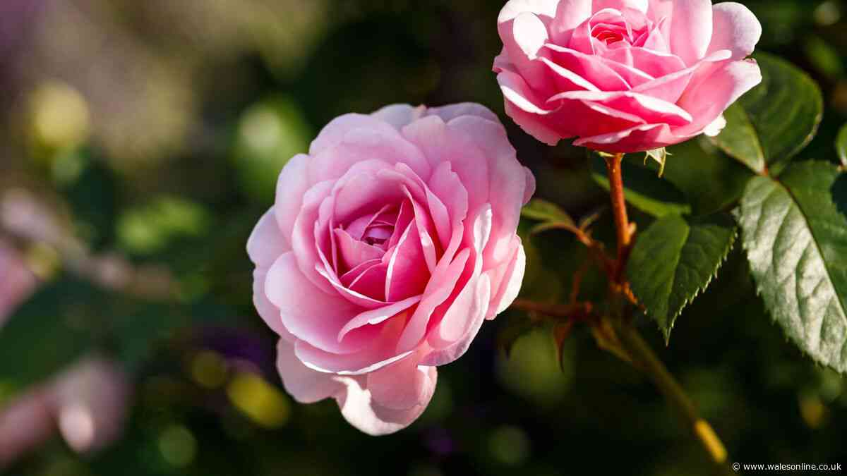 Best time of day to water roses to prevent mildew and black spot