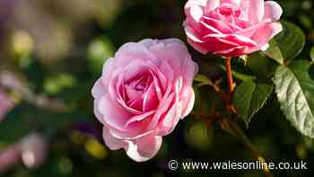 Best time of day to water roses to prevent mildew and black spot