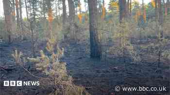 Wildfire on heathland started deliberately