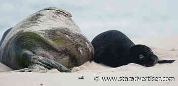 Fireworks spooked monk seal pup at Kalaeloa, volunteers say