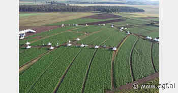 World Potato Congress in Kenia verwacht meer dan 1.000 internationale deelnemers