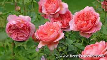 Gardeners urged to water roses at 1 time of day or risk fungal diseases