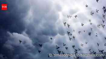 How birds know when a storm is coming: 6 Fascinating ways nature gives them an early warning