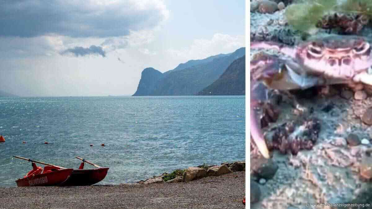 „Zeichen der Hoffnung“: Experten entdecken seltene Süßwasserkrabbe im Gardasee